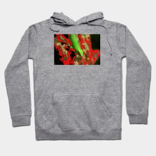 Lizard / Swiss Artwork Photography Hoodie